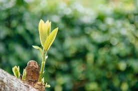 Salah satu ciri dari umbi lapis adalah pangkal daun pada umbi lapis, yang juga dikenal sebagai sisik, mengandung cadangan makanan untuk memungkinkan tanaman bertahan dari kondisi cuaca buruk. 8 Ciri Ciri Tumbuhan Vegetatif Alami Garda Nasional