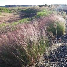 Image result for Aristida transvaalensis