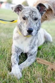 Home At Last Dog Rescue Adoptable Dogs Dog Adoption Rescue Dogs Dogs