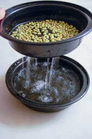 Can cats eat beans of every type? Mung Bean Sprouts How To Grow Your Own At Homethe Art Of Doing Stuff