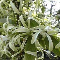 Image result for Turraea floribunda