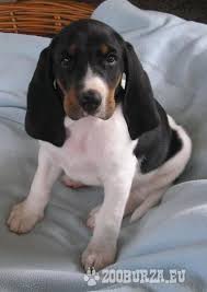 Image result for bernský honič