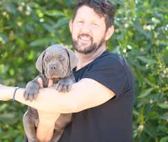 Maybe you would like to learn more about one of these? Cane Corso Breeding Sale Of Cane Corsos Buy Cane Corso Puppies Online