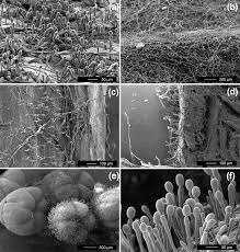 Image result for Uncinula necator