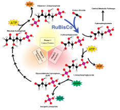 The thylakoid membrane contains some integral membrane protein complexes that catalyze the light reactions. Light Independent Reaction Simple English Wikipedia The Free Encyclopedia