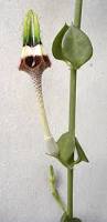 Image result for Ceropegia multiflora