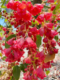 Image result for Rogiera amoena