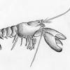 How to draw shrimp step by step. Https Encrypted Tbn0 Gstatic Com Images Q Tbn And9gct0ld7p7ziigchapjy1qvi6v Lqgzlycv4lgfxvh5g Usqp Cau