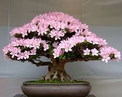 67th Satsuki Bonsai Festival Satsuki Azalea Rhododendron Indicum Bonsai Tree Types Bonsai Tree Bonsai Tree Price