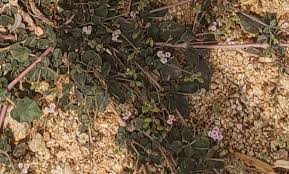 Image result for Boerhavia repens