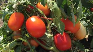 Join us today to ensure heirloom seeds are kept in our gardens and on our tables, for generations to come. Hybrid Tomatoes For Agriculture Africa