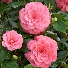 Epingle Sur Jardin