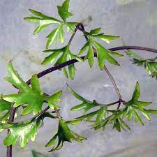 Evergreen New Zealand Clematis A Rock Scrambler From New Zealand This Pretty Little 4 6 Footer Has Lovely Feathe Clematis White Anemone Flower Plant Nursery