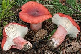 Image result for Russula polyphylla