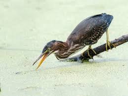 Image result for Gnidia virescens