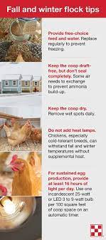 Purchase feed and water containers. How To Care For Chickens In Winter Purina Animal Nutrition