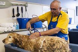Sep 21, 2017 · treats cost me about $45 a month as i buy ones that will clean my dog's teeth to cut down on vet bills for dental work. How To Find The Best Local Dog Groomer Near Me Uks 1 Pet Blog