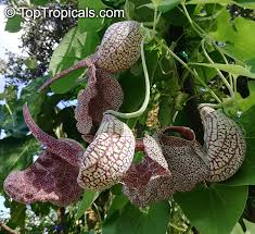 Image result for Aristolochia albida