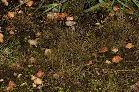 Image result for Microchloa