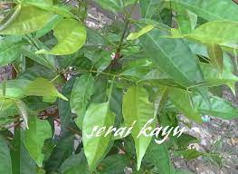 Contextual translation of pokok serai into english. Beza Antara Serai Kayu Mini Kebun Belakang Rumah Facebook