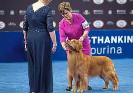 All dogs, of course, are good dogs, and the dog show displays every type of dog under the sun: Ligonier Golden Retriever Wins Sporting Group Competition At Westminster Dog Show Pittsburgh Post Gazette