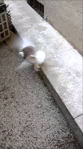 Tumbler Pigeon Malatya Taklaci Guvercinleri Tumbler Pigeons Tumbler Pigeon
