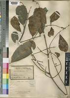 Image result for Quassia undulata