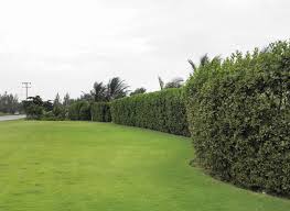 Image result for Conocarpus