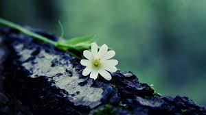 Beautiful hd wallpapers for desktop. Beautiful Desktop Wallpapers 36 Beautiful Desktop Cute Flower Images Hd 1920x1080 Wallpaper Teahub Io