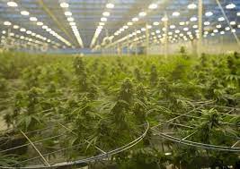 Common shares (hexo) company bio. Hexo To Buy Redecan For 925 Million As Hunt For More Cannabis Market Share Continues Kitchener News
