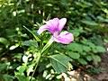 Image result for Barleria megalosiphon