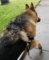 Loving German Shepherd Eyes Wait Til The End German Shepherd Corgi Animals