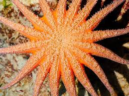 Marine scientists have undertaken the difficult task of replacing the beloved starfish's common name with sea star because, well, the starfish is not a fish. Starfish Are Dying Out In The Pacific And No One Is Quite Sure Why The Independent The Independent