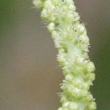 Image result for Acalypha ornata