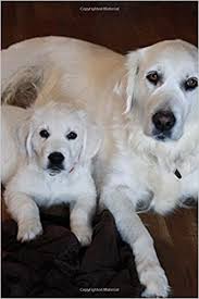Golden retrievers are one of the most popular dogs in india. Buy Mom And Baby Puppy Golden Retriever Dogs Pet Journal Page Lined Notebook Diary Book Online At Low Prices In India Mom And Baby Puppy Golden Retriever Dogs Pet Journal Page Lined