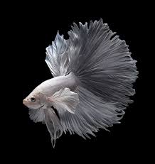 Elegant In White Siamese Fighting Fish Betta Betta Fish Types