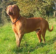 Sie ist ein zuverlässiger schutzhund mit hoher reizschwelle. Dogue De Bordeaux Wikipedia
