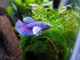 Male super dumbo ears halfmoon betta super fins and tail top quality thai im. 125 Best Dumbo Betta Images On Pholder Bettafish Aquariums And Aqua Swap