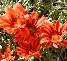 Image result for Gazania krebsiana