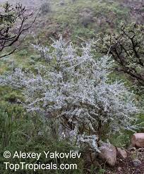 Image result for Lotononis carinata