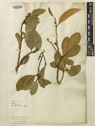 Image result for Suregada