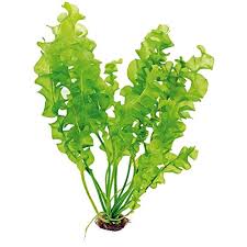 Aponogeton Ulvaceus Bulb African Aquarium Plant Aquarium Plants The leaf blades have a base that tapers gradually, pale green in colour (reddish under intense light), 20+ inches (50+ cm). aponogeton ulvaceus bulb african aquarium plant