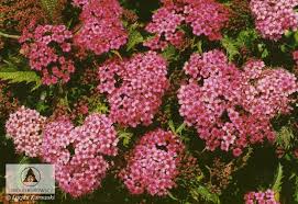 Image result for Spiraea x bumalda ´Crispa