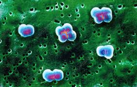 These characteristic groupings occur as a result of. Sarcina Bacteria Stock Image B220 1149 Science Photo Library