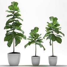 Fig Plants 3d Model Small Plants Max C4d Obj 3ds Fbx Lwo Stl Fig Plant Plants Small Plants