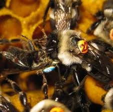 #5 plug old carpenter bee holes when it comes to stopping carpenter bees for the long term, plugging old holes is a must! Dana Church Dana L Church