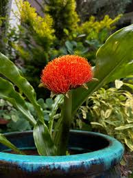 Image result for Scadoxus multiflorus