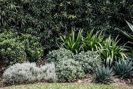 Check spelling or type a new query. Plant Profile Walking Iris