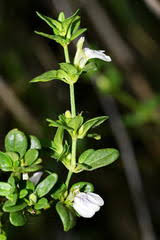 Image result for Anisotes formosissimus