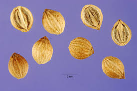 Image result for Coriandrum sativum